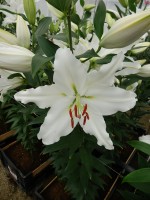 [5293 White Renova No01.JPG]